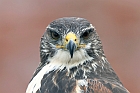 Buzzard_3564b