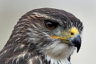 Buzzard_3630b