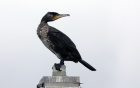 Cormorant