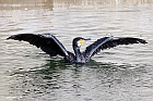 Cormorant_2