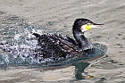 Cormorant_3