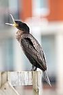 cormorant4