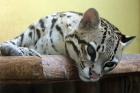 Ocelot