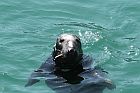 Seal