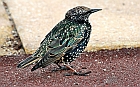 Starling