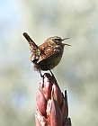 Wren