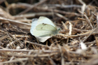 Large White